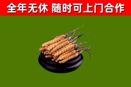 正阳县回收散虫草