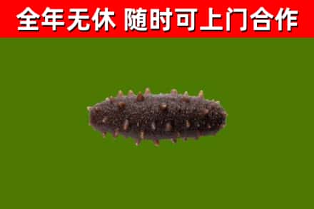 正阳县回收海参干